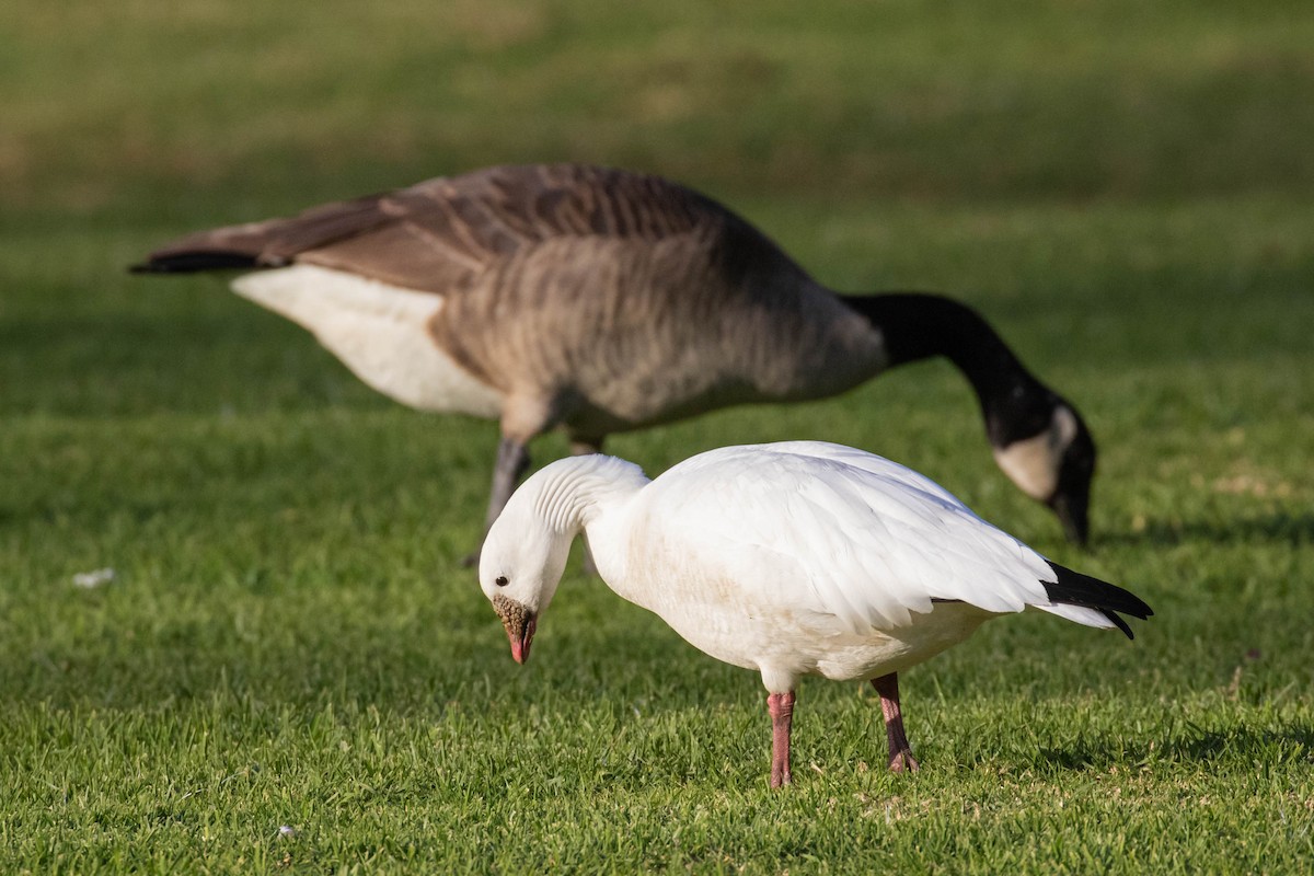 Ross's Goose - ML612315033