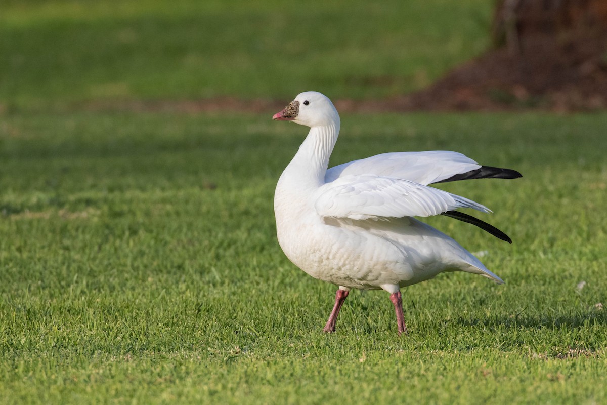 Ross's Goose - ML612315034