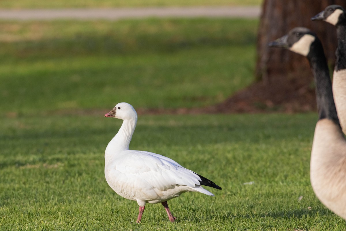 Ross's Goose - ML612315035