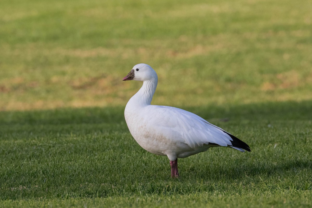 Ross's Goose - ML612315036