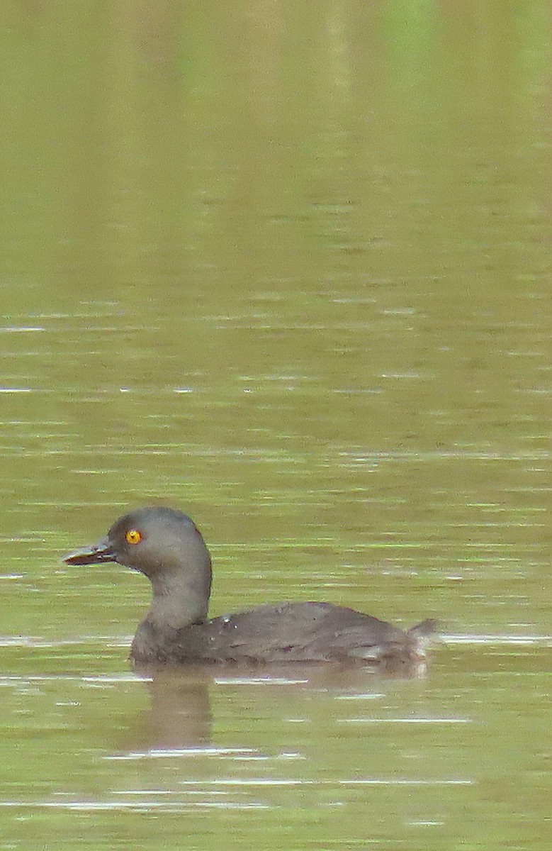 Least Grebe - ML612315045