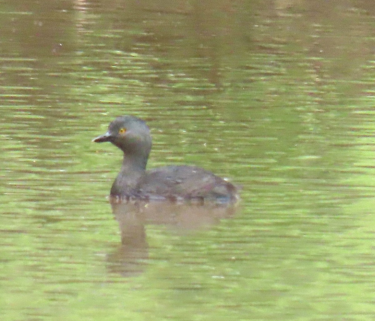 Least Grebe - ML612315054