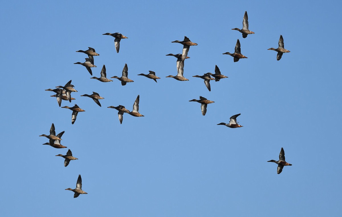 Northern Shoveler - ML612315065
