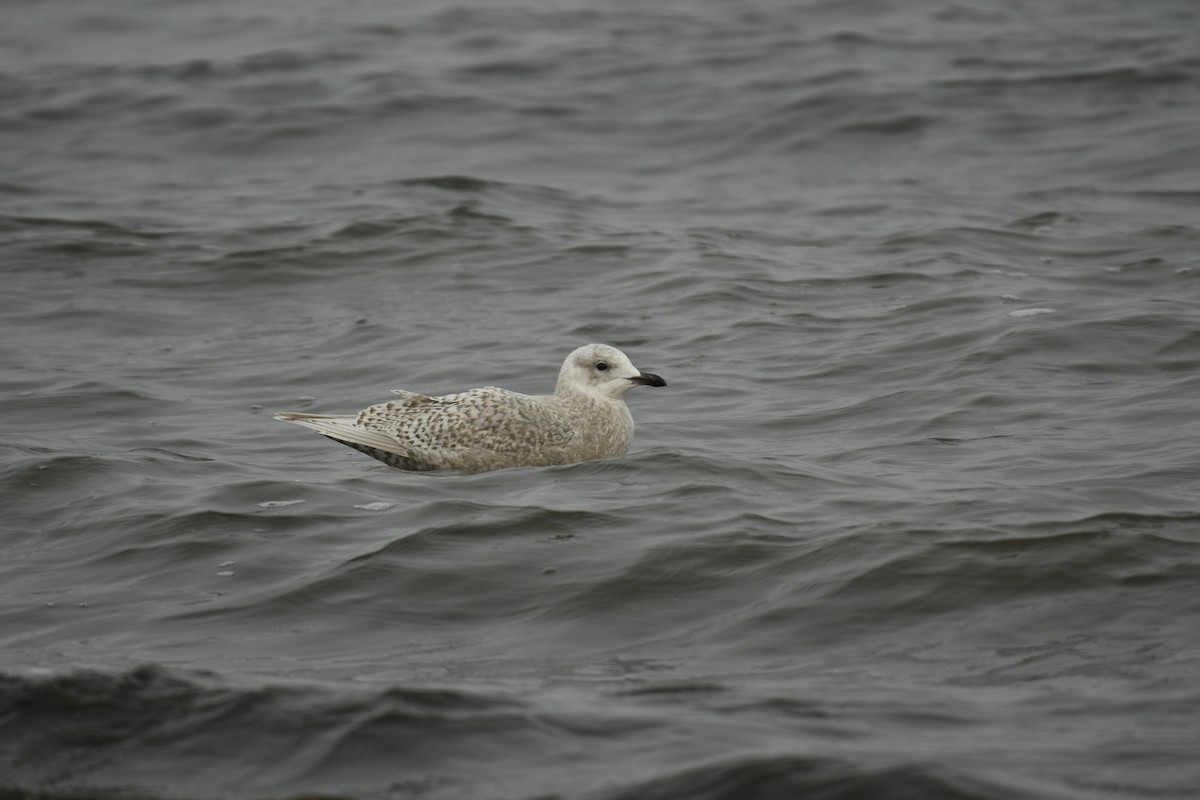 Iceland Gull (kumlieni) - ML612315071