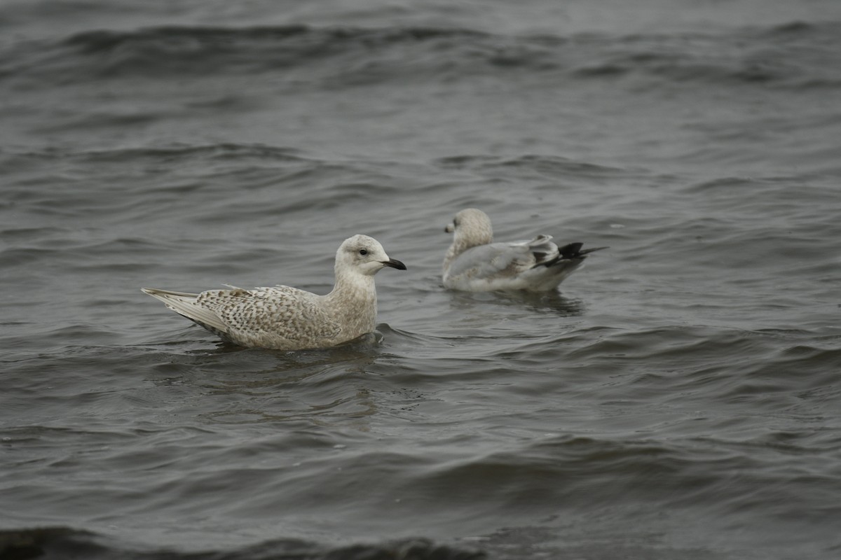 Iceland Gull (kumlieni) - ML612315072