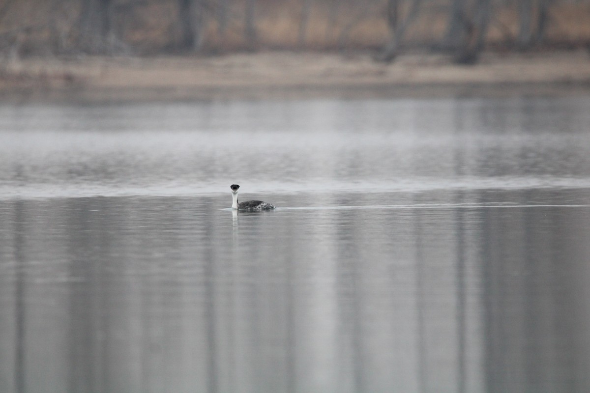 Western Grebe - ML612315118