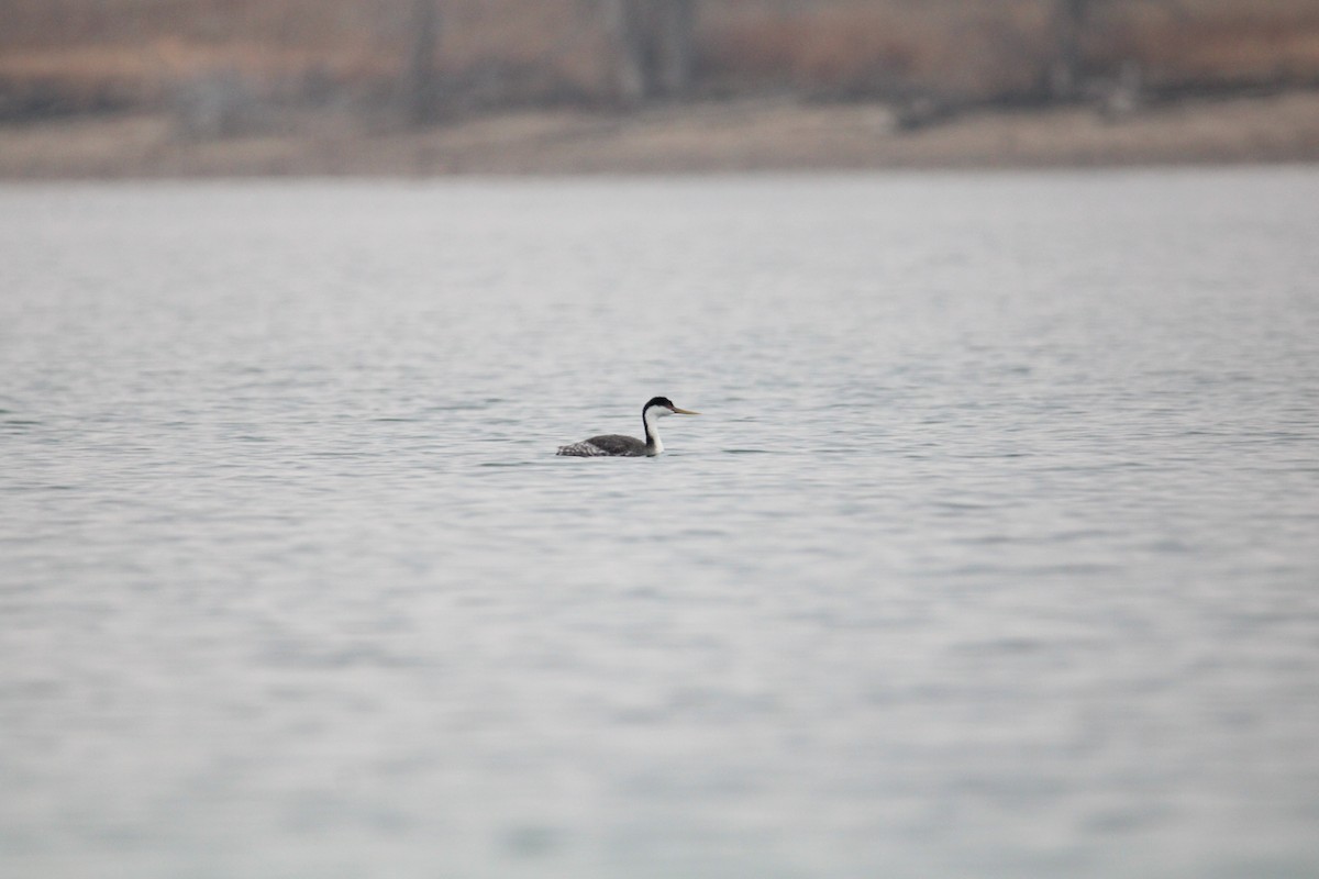 Western Grebe - ML612315125