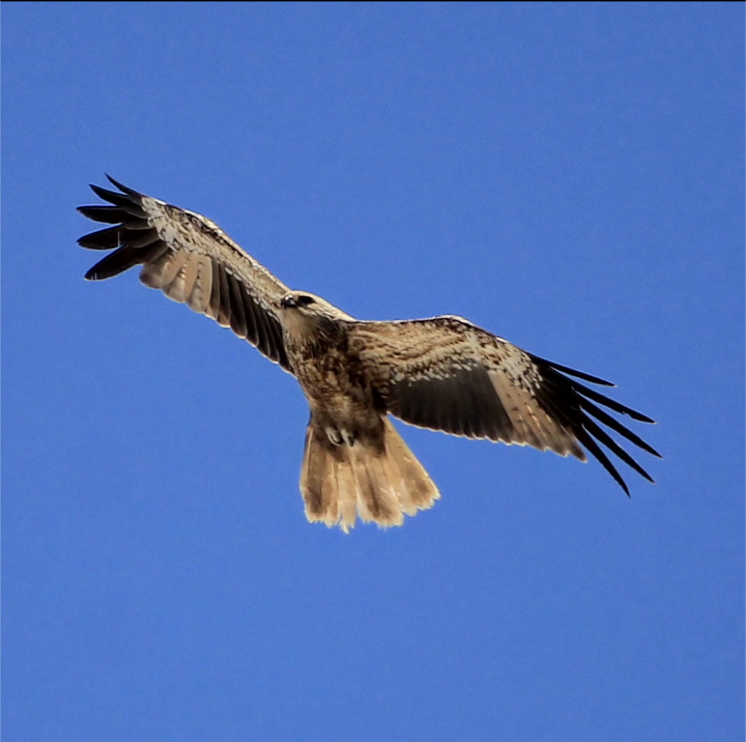 Whistling Kite - ML612315141