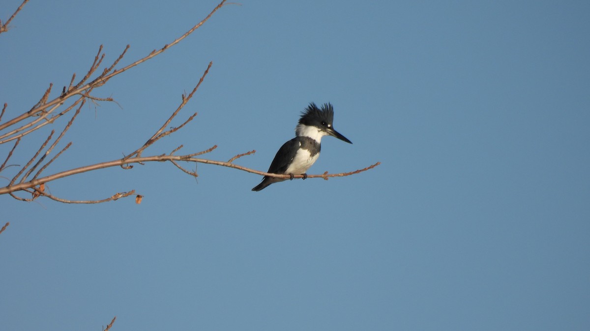 Belted Kingfisher - Karen Evans