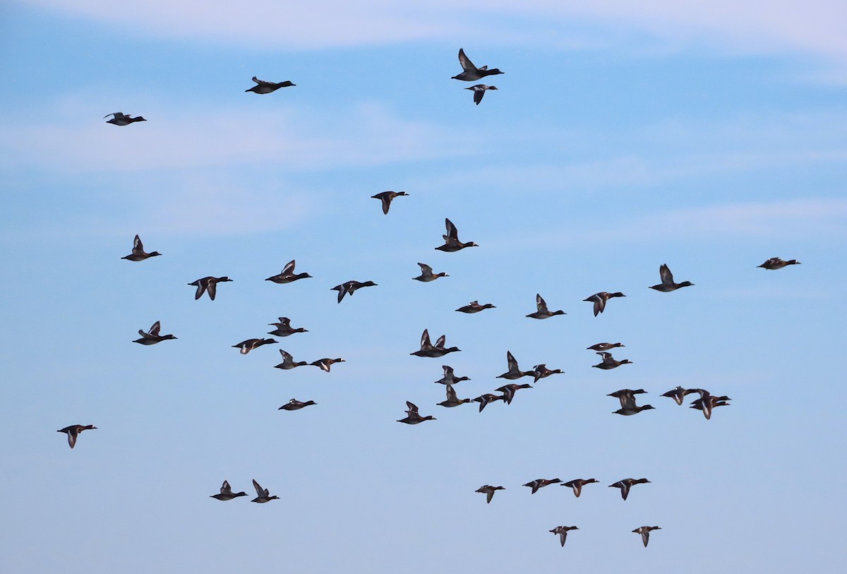 Greater Scaup - Michelle Browning