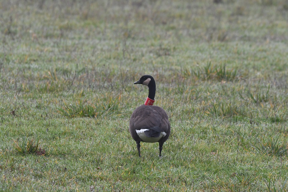 Canada Goose (occidentalis/fulva) - ML612315299