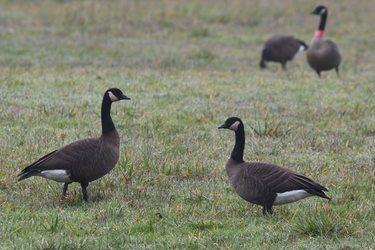 Canada Goose (occidentalis/fulva) - ML612315303