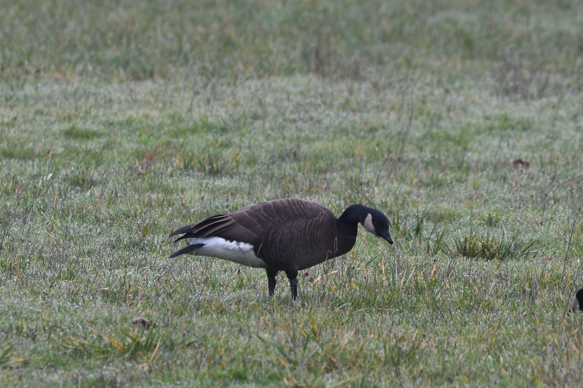 Canada Goose (occidentalis/fulva) - ML612315315