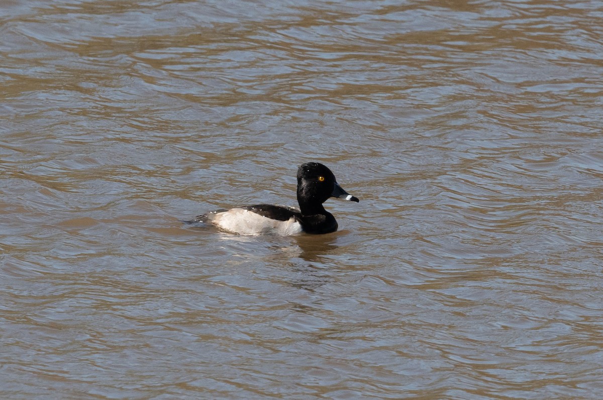 Ring-necked Duck - Chris Bick NFC Station