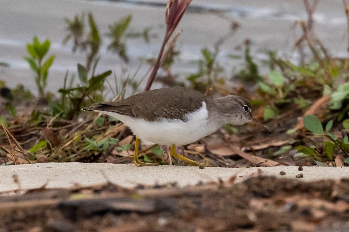 Spotted Sandpiper - Chris Bick NFC Station