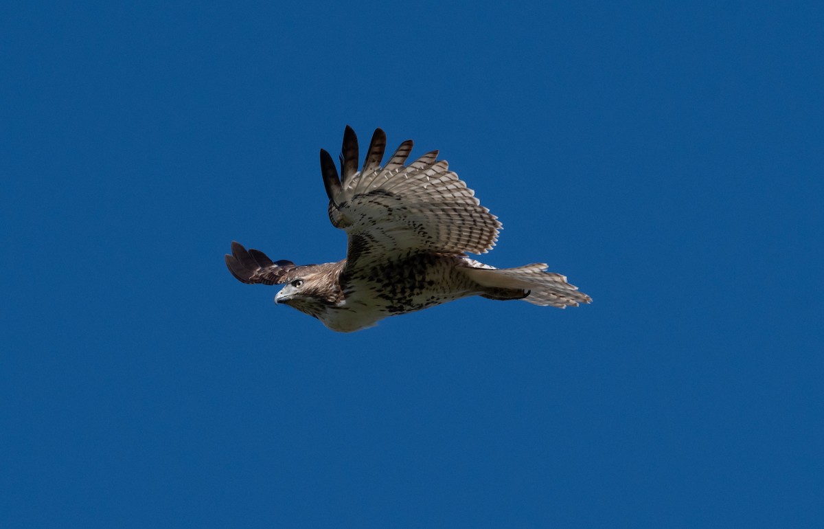 Red-tailed Hawk - Chris Bick NFC Station