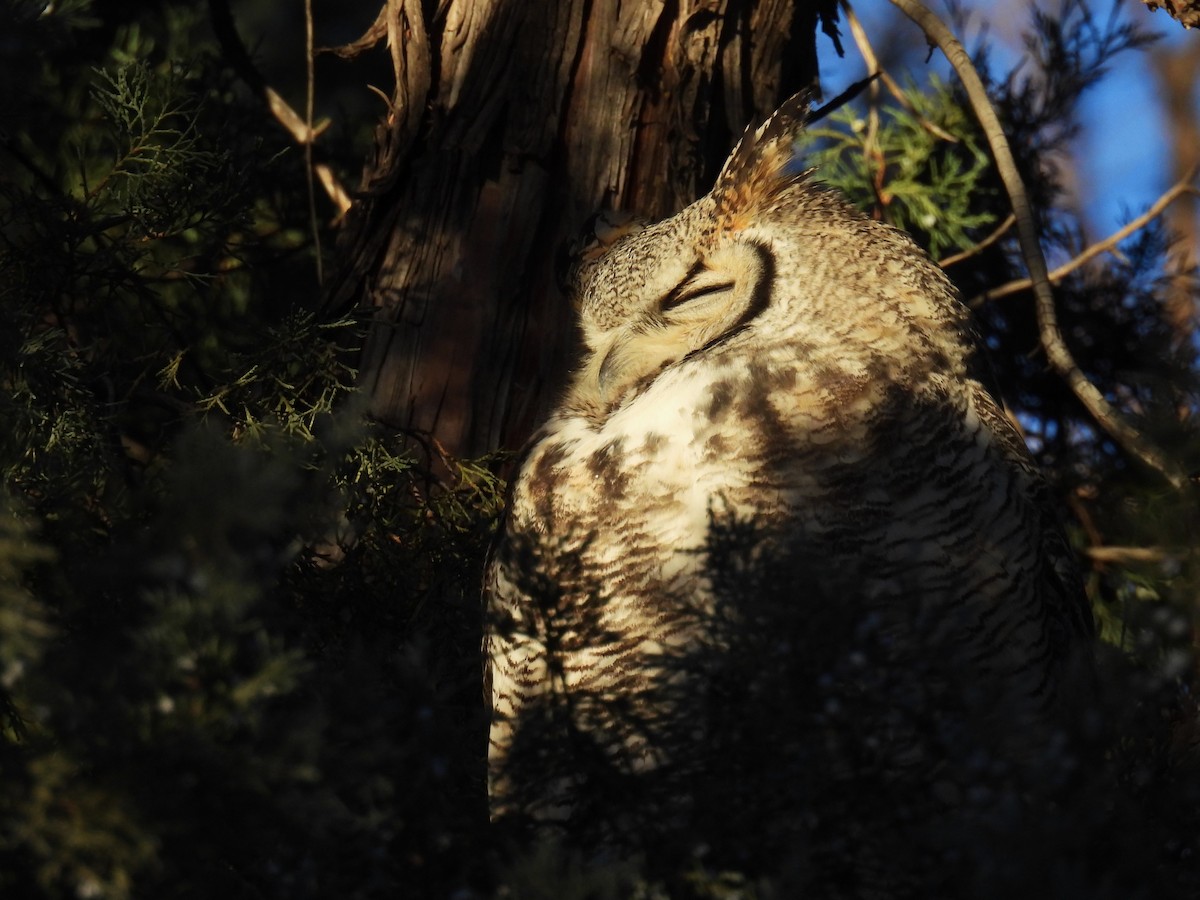 Great Horned Owl - ML612315367