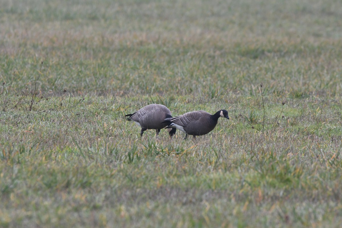 Cackling Goose (minima) - ML612315371