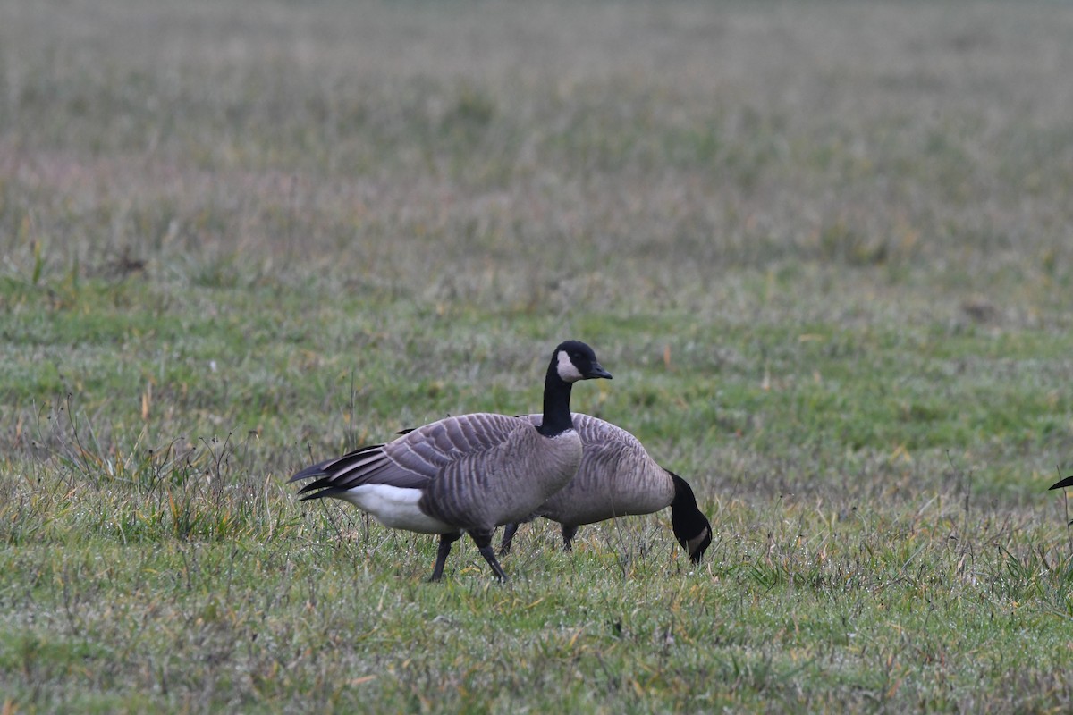 Cackling Goose (Taverner's) - ML612315393