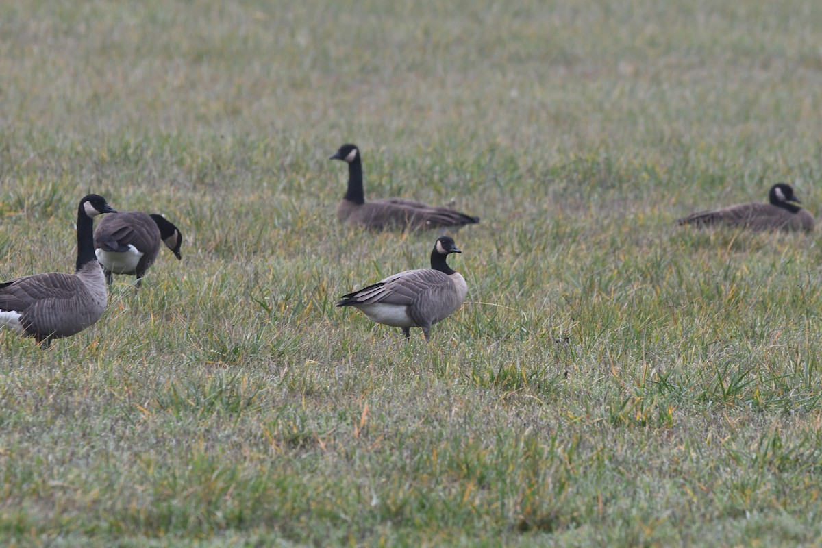 Cackling Goose (Taverner's) - ML612315397