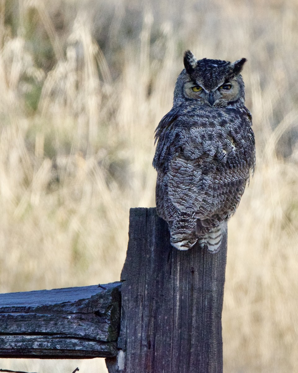 Great Horned Owl - ML612315442