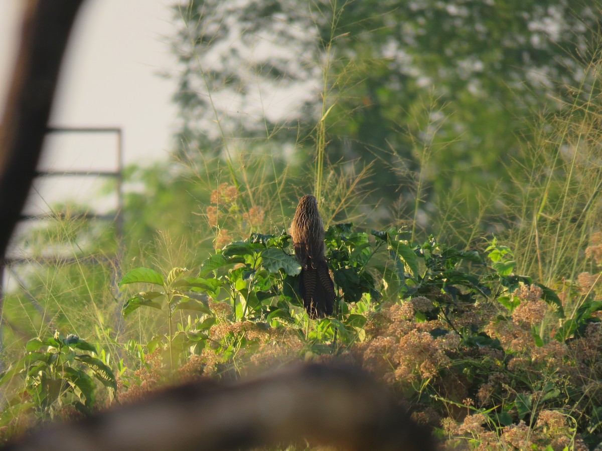 Lesser Coucal - ML612315561