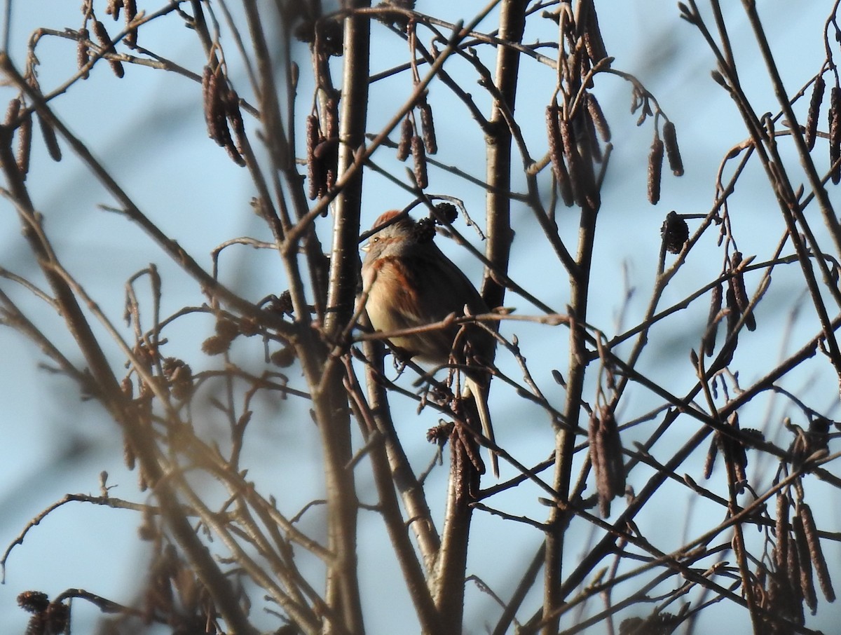 American Tree Sparrow - ML612315563
