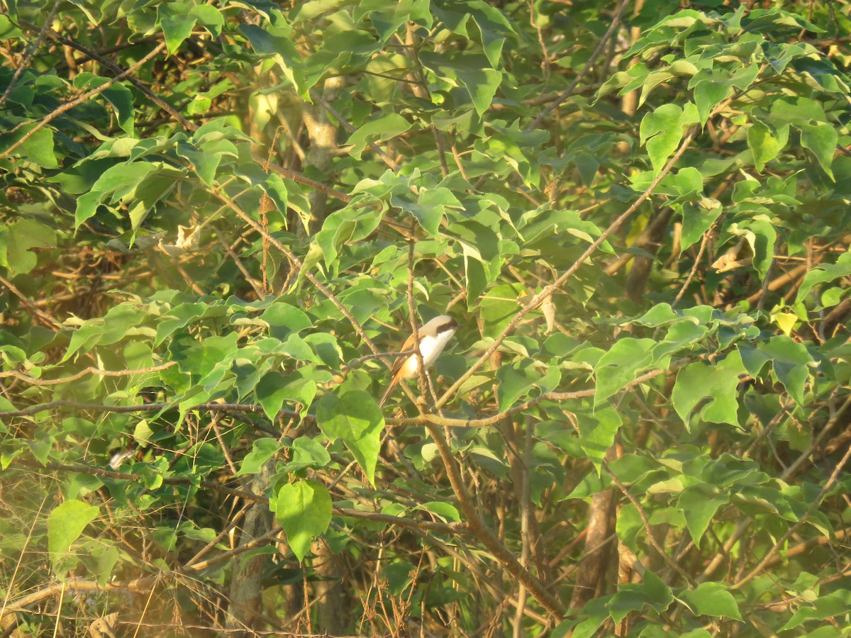 Long-tailed Shrike - 快樂的 山大王