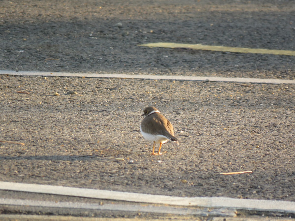 Little Ringed Plover - ML612315571