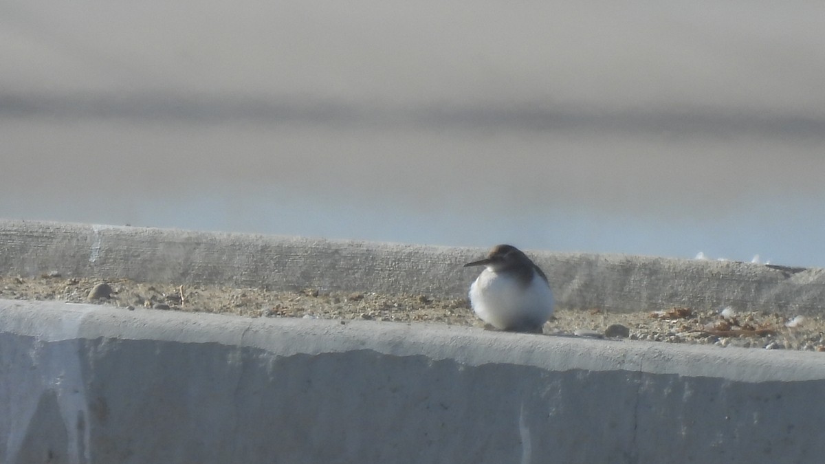 Spotted Sandpiper - Karen Evans