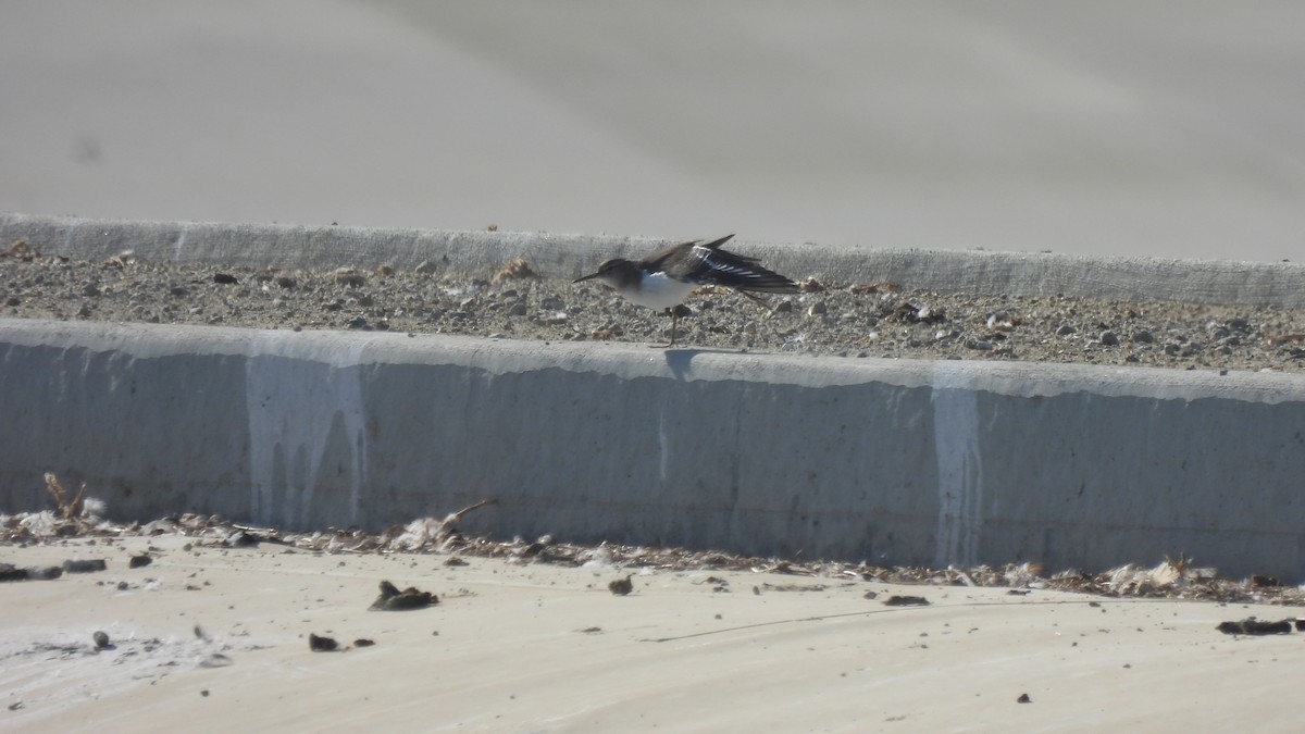 Spotted Sandpiper - ML612315579