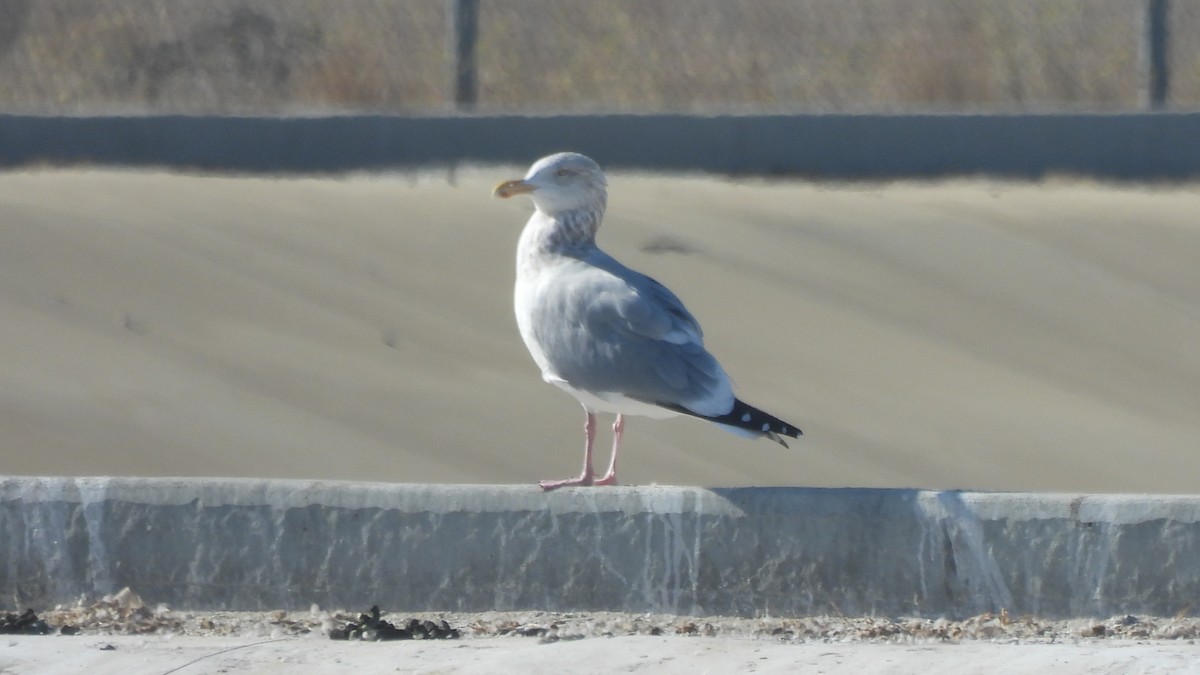 Gaviota Argéntea - ML612315596