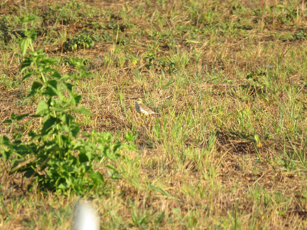 Eastern Yellow Wagtail - ML612315604