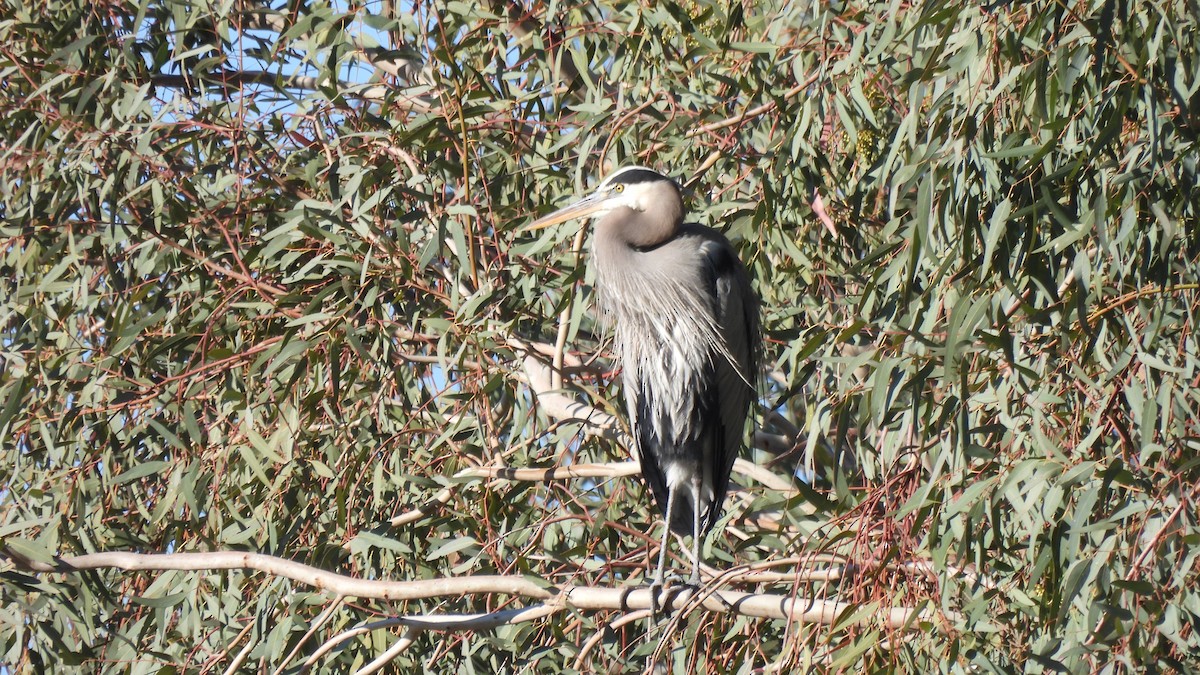 Great Blue Heron - Karen Evans