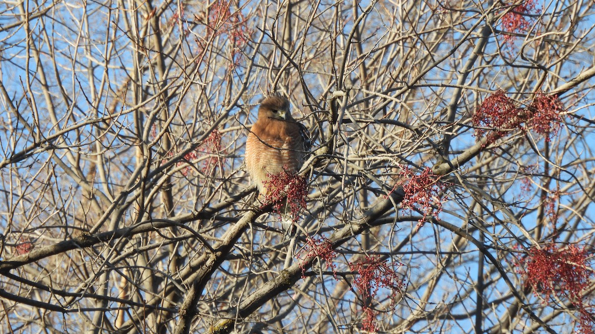 Red-shouldered Hawk - ML612315633