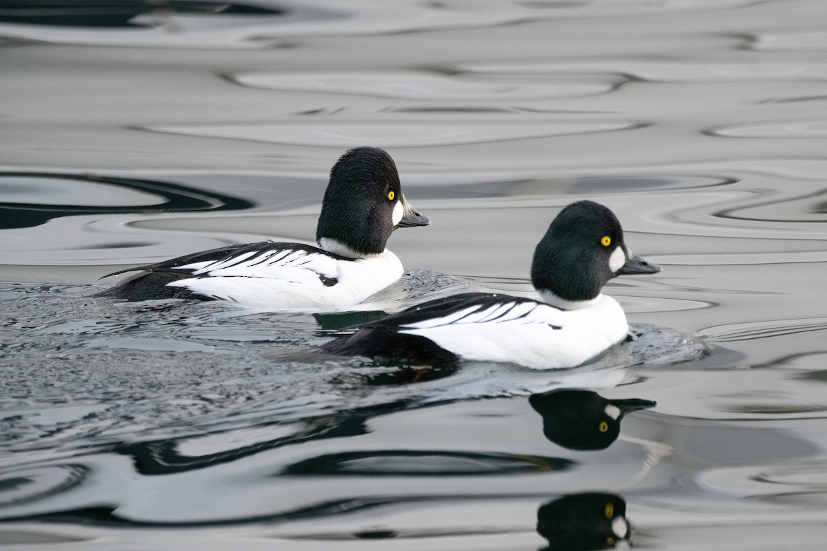 Common Goldeneye - ML612315646