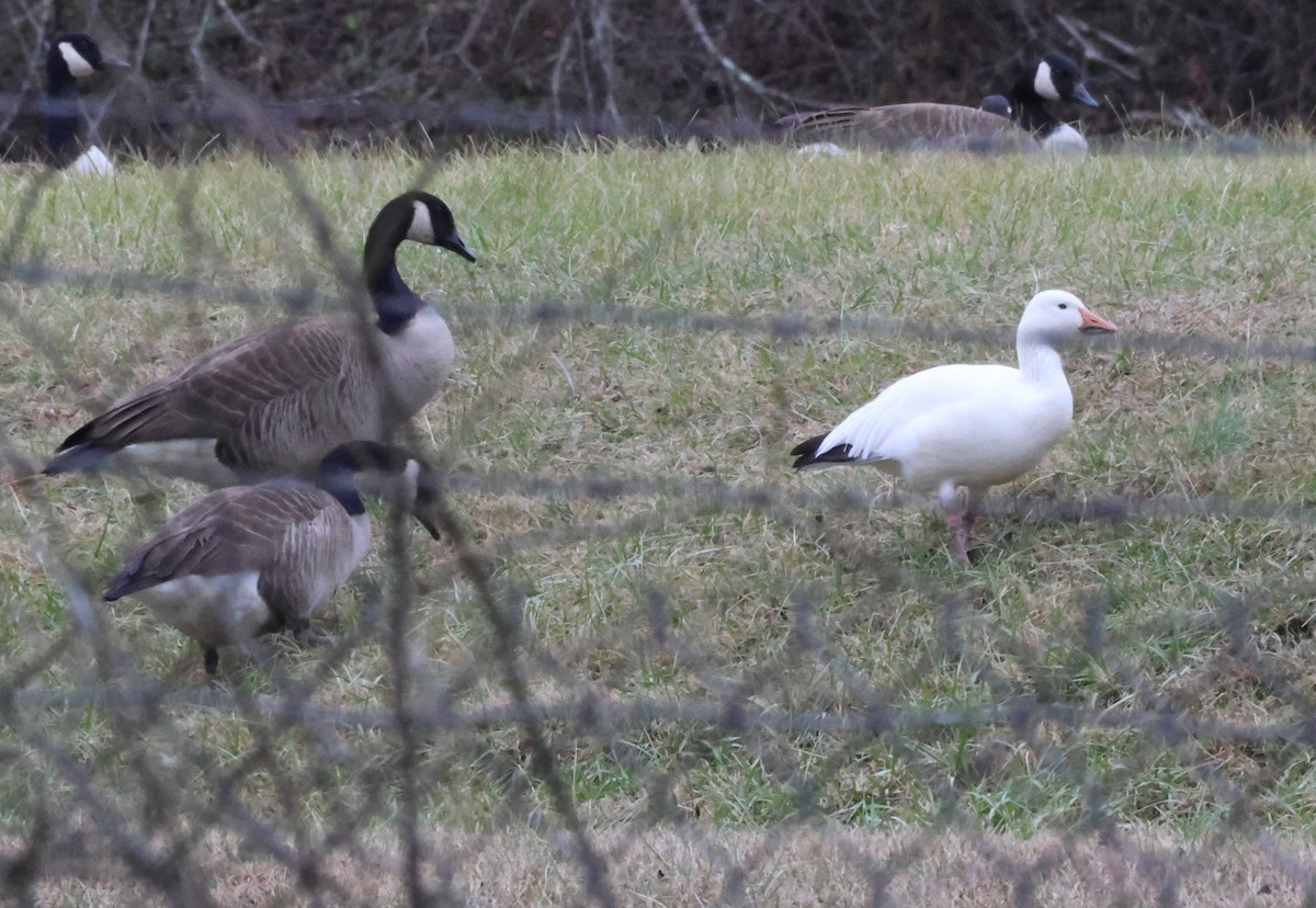 Snow Goose - ML612315657