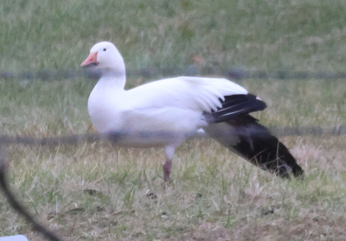 Snow Goose - ML612315665