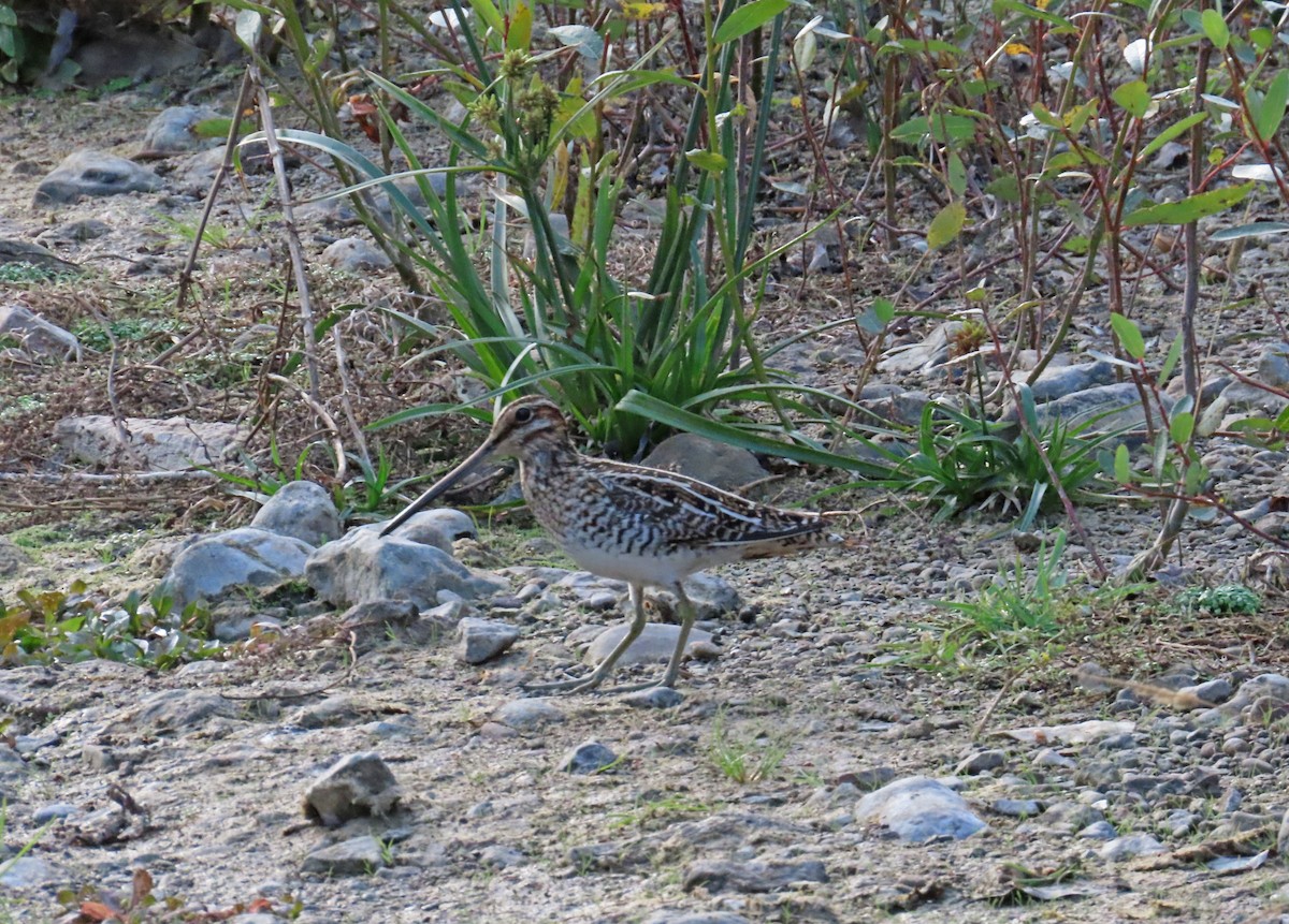 Wilson's Snipe - ML612315681