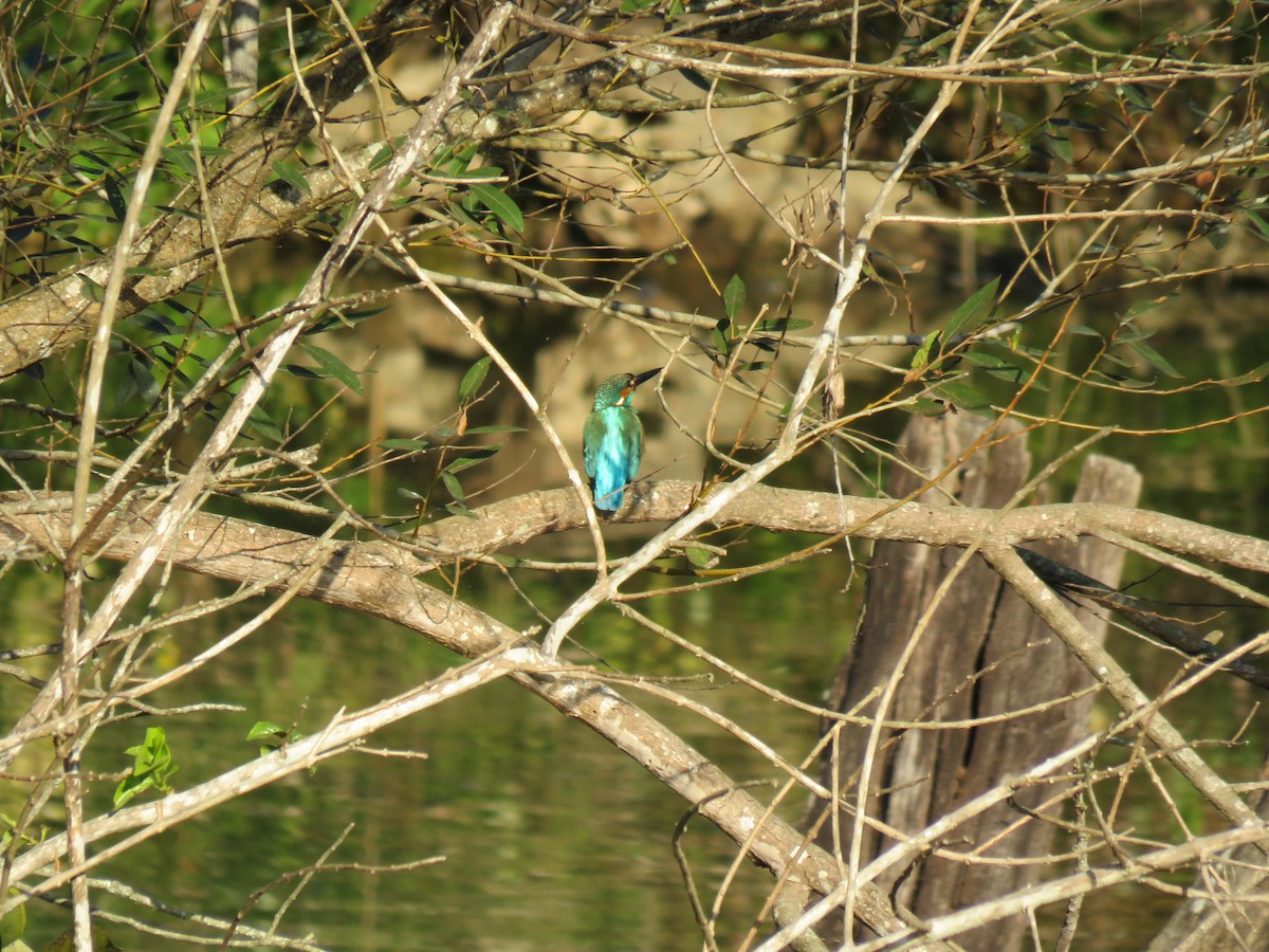 Common Kingfisher - 快樂的 山大王