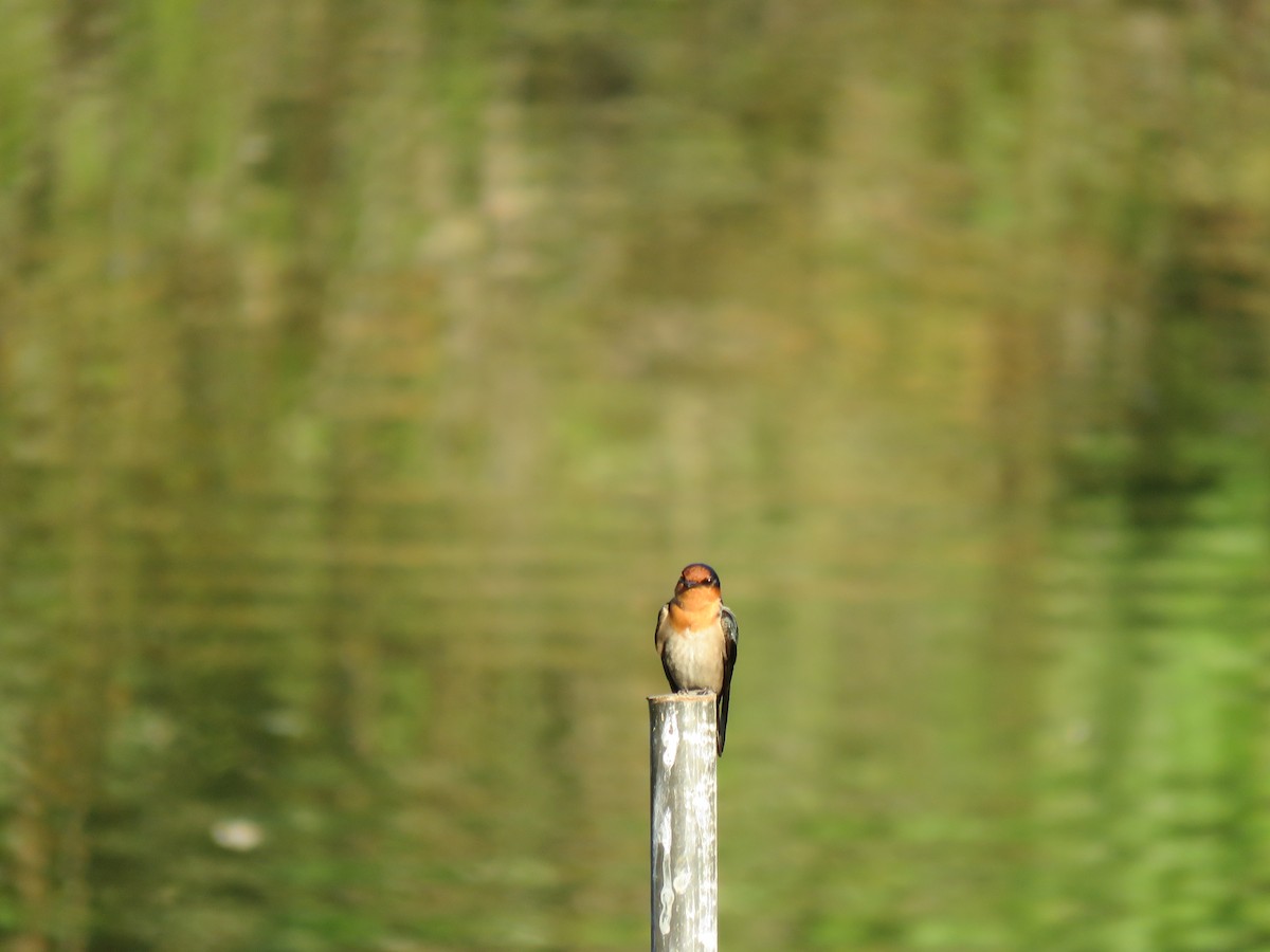 Pacific Swallow - ML612315684