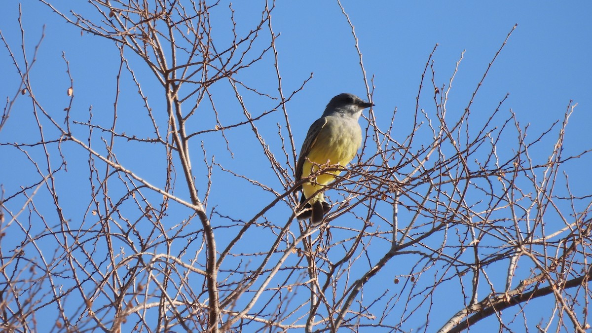 Cassin's Kingbird - ML612315685