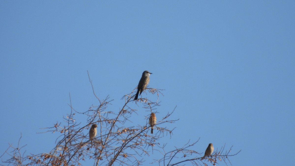 Cassin's Kingbird - ML612315686