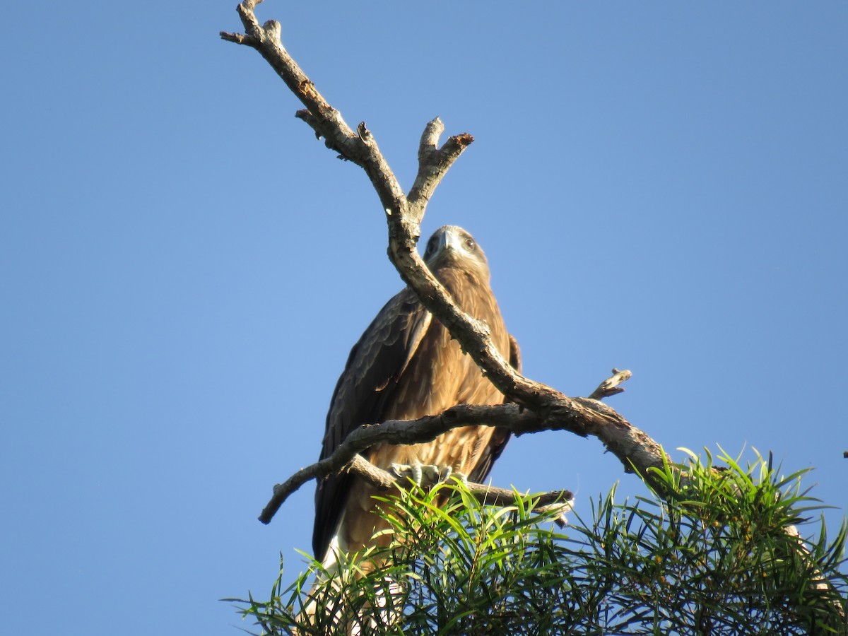 Black Kite - ML612315701