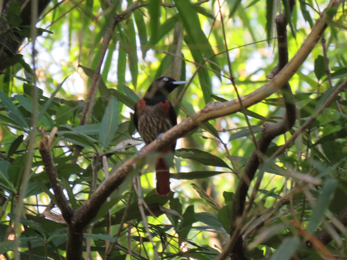 Maroon Oriole - ML612315704