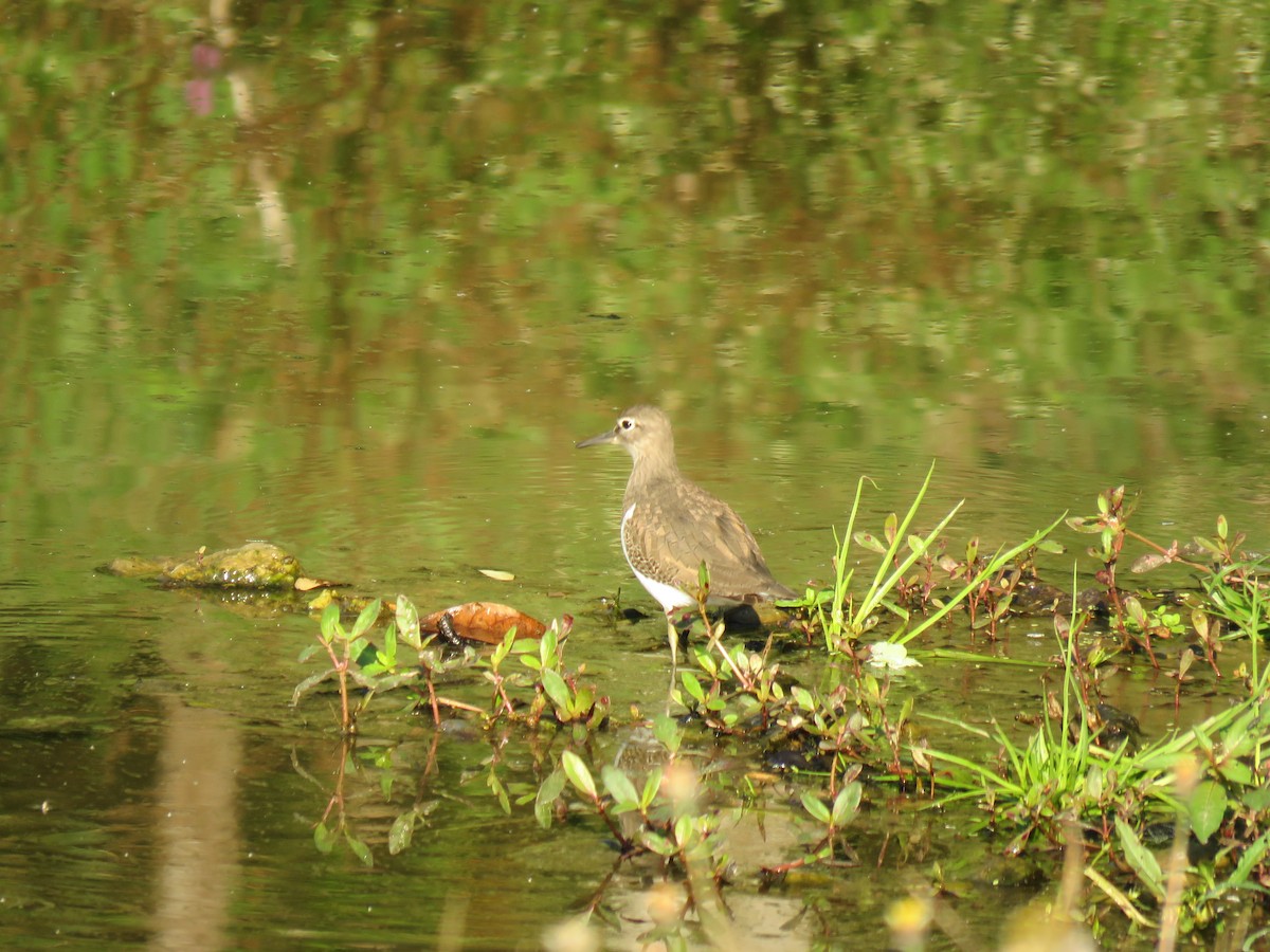 Common Sandpiper - ML612315719