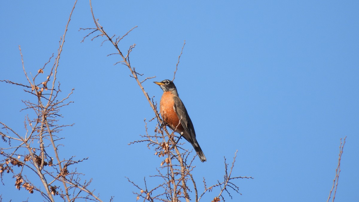 American Robin - ML612315729