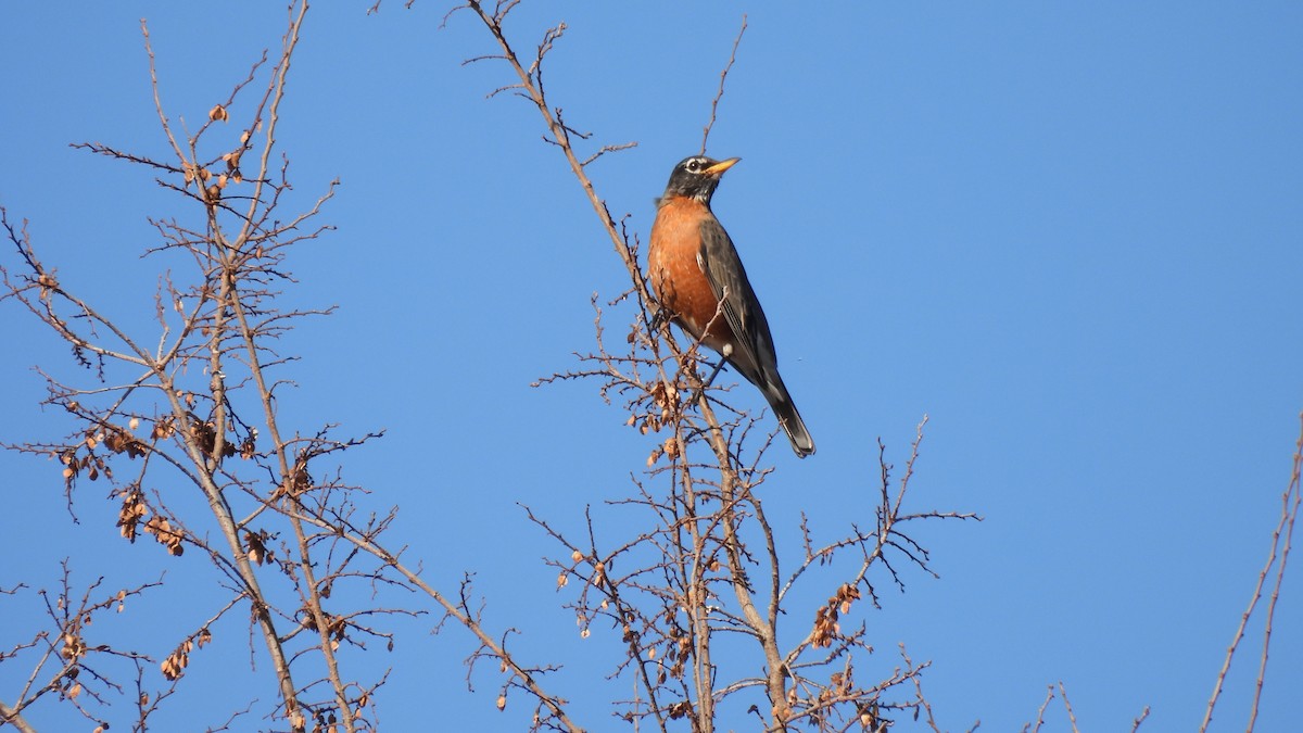 American Robin - ML612315730