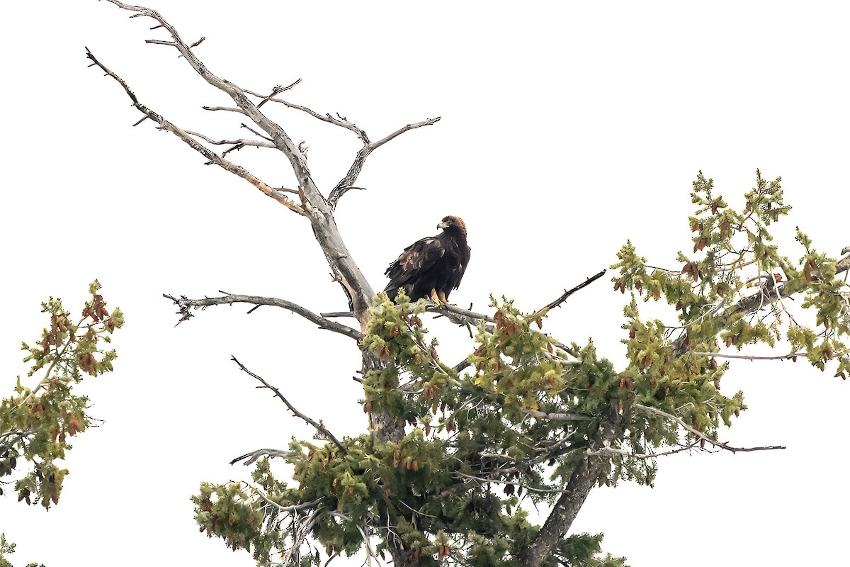 Golden Eagle - ML612315741