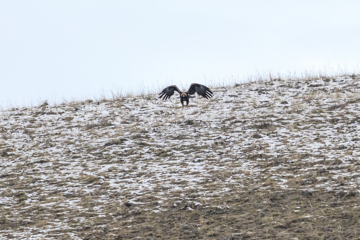 Golden Eagle - ML612315767